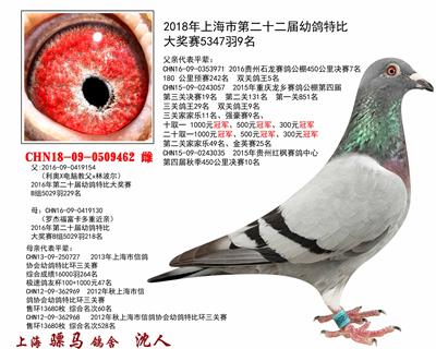 骠马9462
