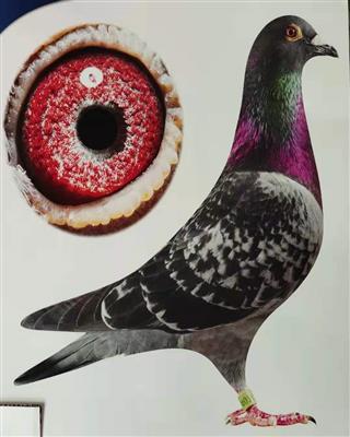 “飞速冈萨亚古”，甘肃杨斌斌收藏