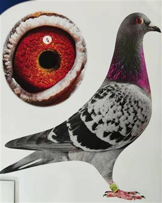 “飞速冈萨雷丝”,甘肃杨斌斌收藏