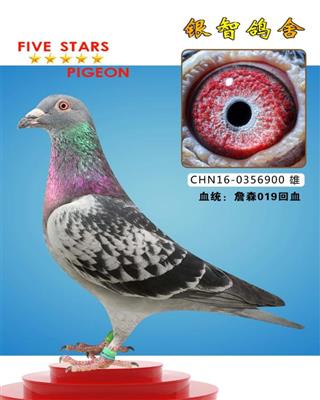 詹森019：仅供欣赏