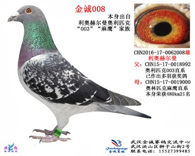 金诚008