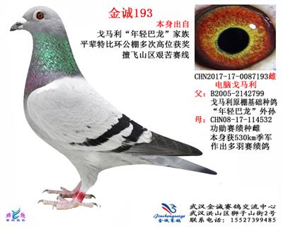 金诚193