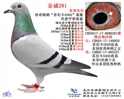 金诚281