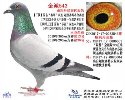 金诚543