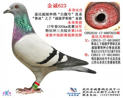 金诚女王700km冠军