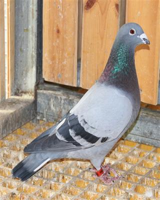 【格斗士直子】