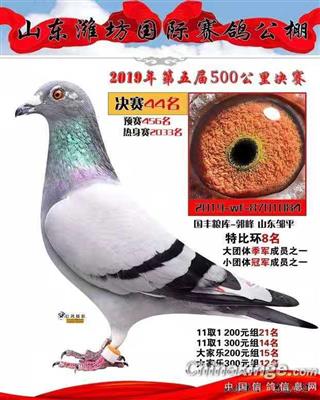 2019年秋潍坊国际赛鸽公棚决赛44名
