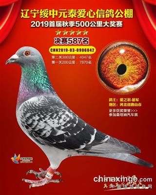 2019年公棚成绩鸽