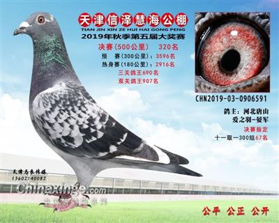 2019年公棚成绩鸽
