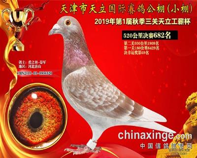 2019年公棚成绩鸽