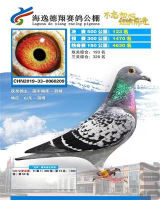 2019年海逸德翔赛鸽公棚决赛123名