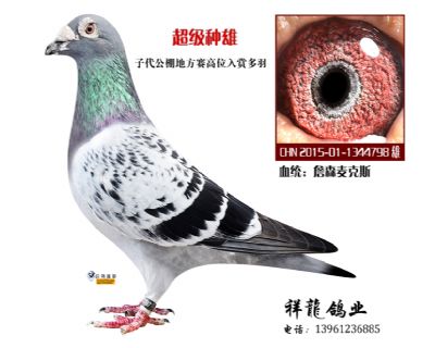 詹森麦克斯81直子