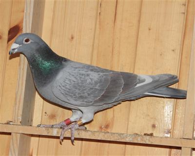 【杰夫.凡温克】