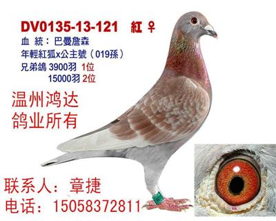 詹森年轻红狐