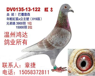 詹森年轻红狐