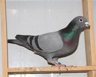 【白腹号直孙】