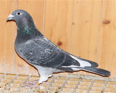 【慕利门小白尾】