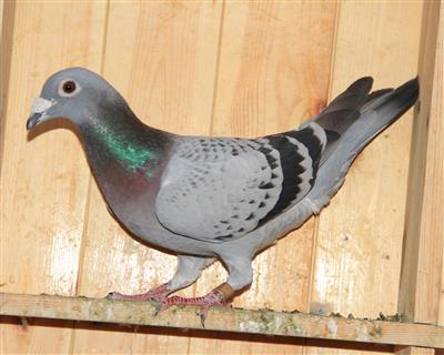 【所向无敌直孙女】