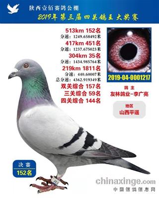 阳光家园胡本：壹百赛鸽100071直孙