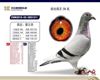 2019年赛季鸽