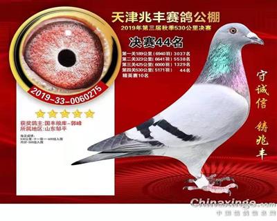 2019年天津兆丰赛鸽公棚决赛44名
