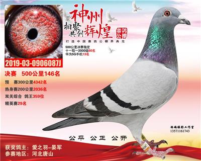2019年公棚成绩鸽