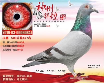2019年公棚成绩鸽