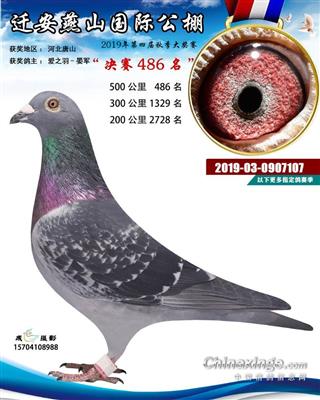 2019年公棚成绩鸽