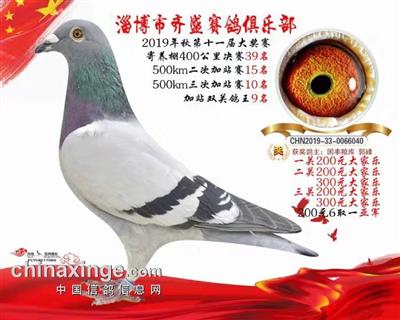2019年淄博齐盛赛鸽俱乐部双关鸽王9名