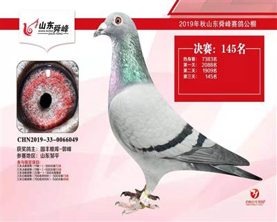 2019年山东舜峰赛鸽公棚决赛145名