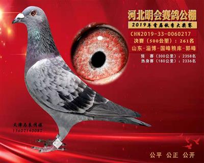 2019年河北明会赛鸽公棚决赛261名