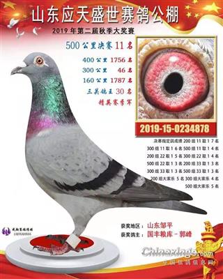 2019年山东应天盛世公棚决赛11名