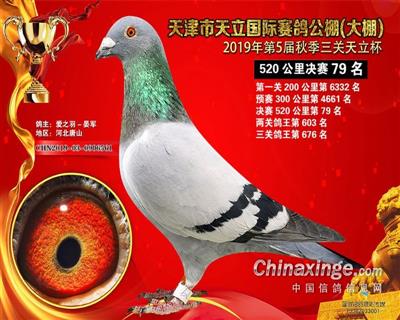 2019年公棚成绩鸽