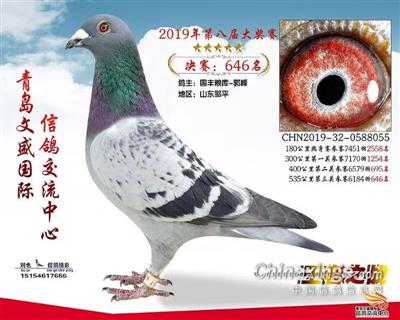 2019年青岛文盛赛鸽公棚决赛646名
