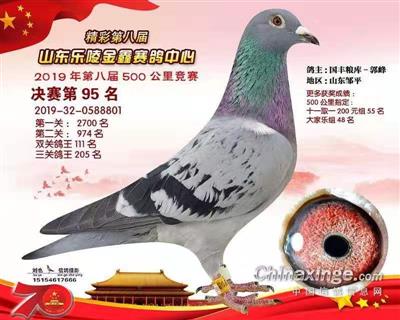 2019年山东乐陵金鑫赛鸽公棚决赛95名