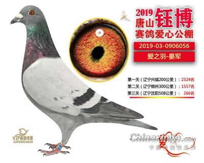 2019年公棚成绩鸽