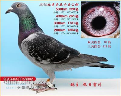 北京爱亚卡普决赛220名