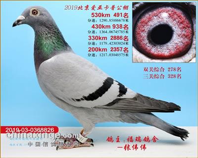 北京爱亚卡普决赛491名