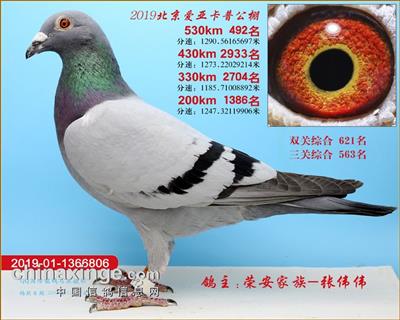 北京爱亚卡普决赛492名