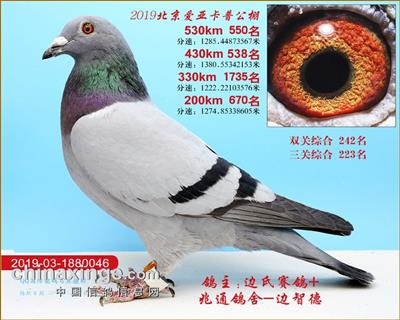 北京爱亚卡普决赛550名