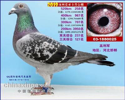 涿州爱亚卡普决赛258名.