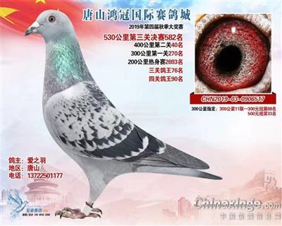 2019年公棚成绩鸽