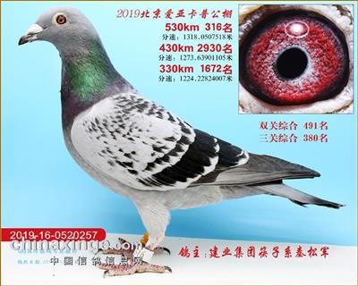 北京艾亚卡普决赛316名