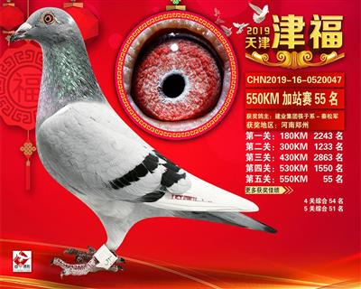 天津津福公棚加战赛55名