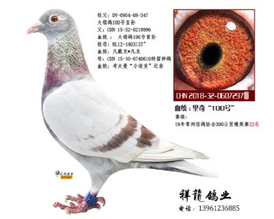 祥龍至尊孙女-理奇97