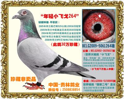 “年轻小飞戈264”