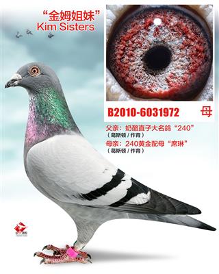 奶酪240直女（非卖品）