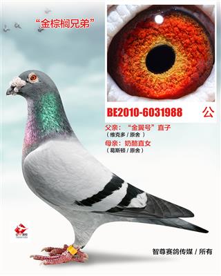 金棕榈兄弟（非卖品）