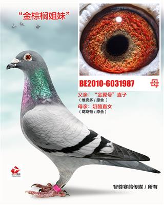 金棕榈姐妹（非卖品）