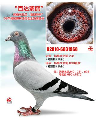 奶酪名鸽231直女